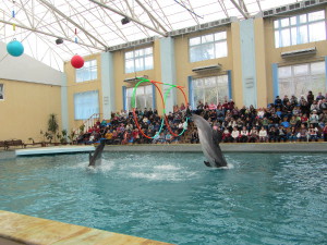 dolphinarium_2